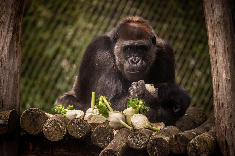 Antwerp: ZOO Entry Ticket - Key takeaways before you go
