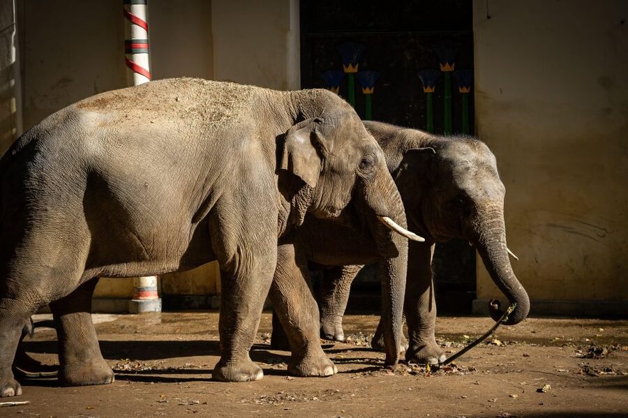 Antwerp: ZOO Entry Ticket - Why Antwerp ZOO Feels Like the Best Kind of City Day