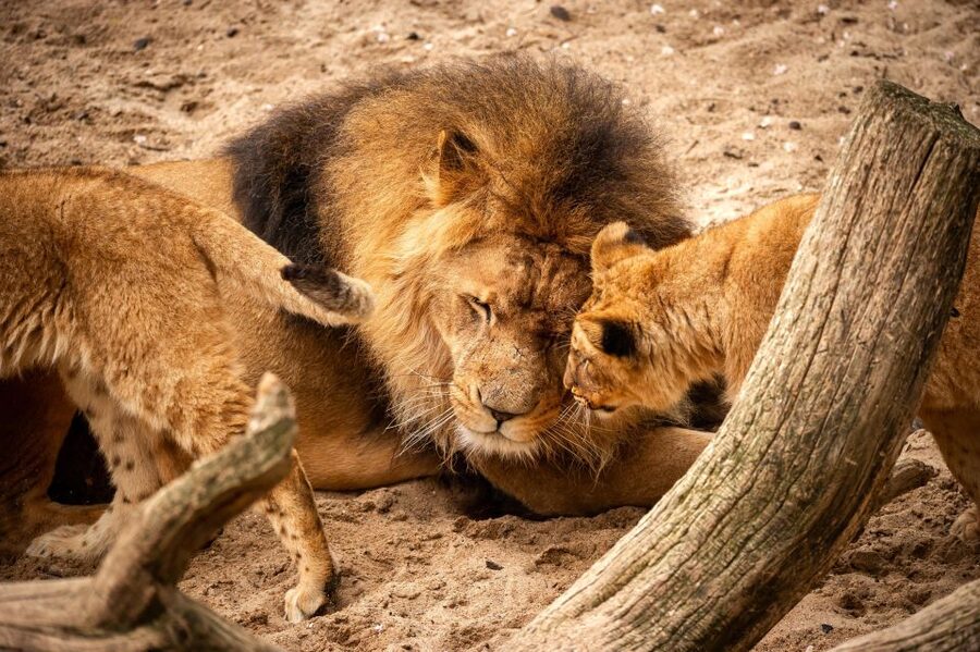 Antwerp: ZOO Entry Ticket - Indoor Stops: Aquaforum, the Aquarium, and the Reptile House
