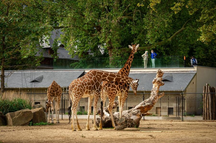Antwerp: ZOO Entry Ticket - Savannah Aviary and the Birds You Might Miss If You Rush