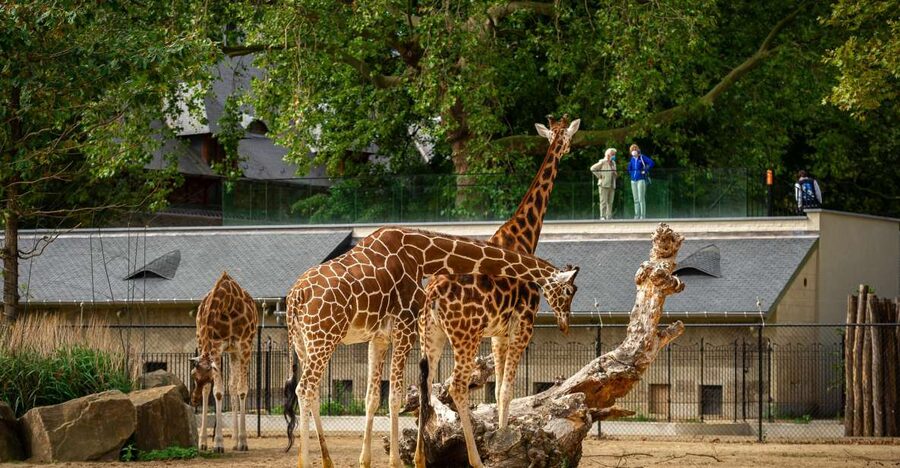 Antwerp: ZOO Entry Ticket - What You Can and Cannot Do Inside the Zoo