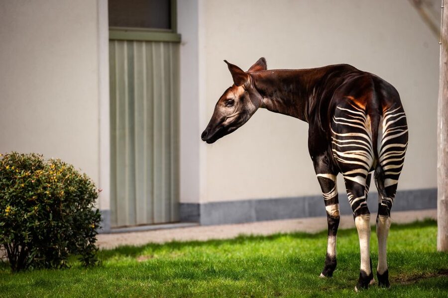 Antwerp: ZOO Entry Ticket - Ticket Value for a 1-Day Antwerp ZOO Entry Pass