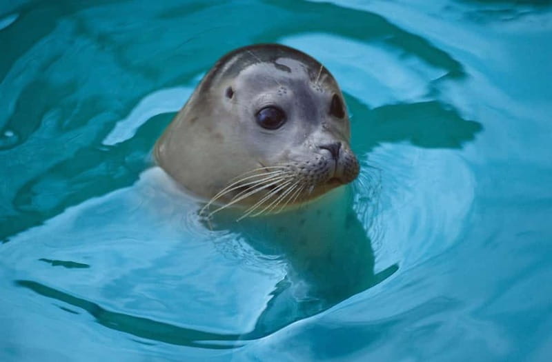 Blankenberge: SEA LIFE Entry Ticket - Key highlights you will notice fast