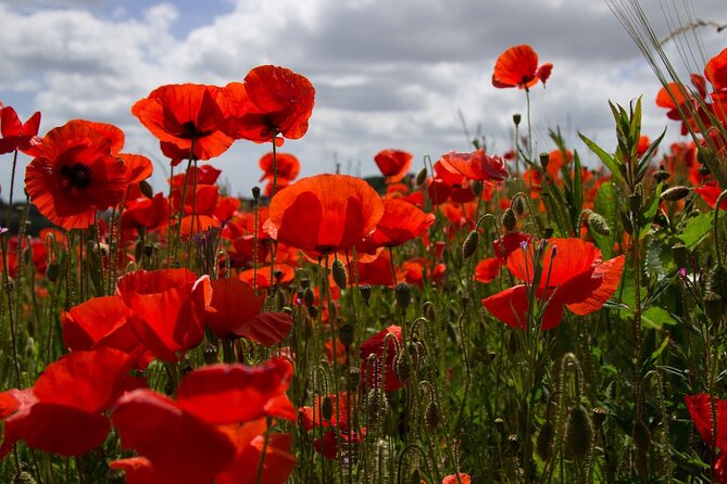 Flanders Fields Remembrance Tour from Brussels - Flanders Fields Museum plus Passchendaele: from slogans to soldier life