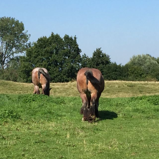 From Bruges: Family-Friendly Countryside Guided Bike Tour - Leaving Bruges: The Calm Start That Sets the Tone