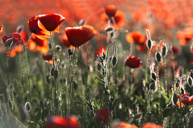 From Bruges: Private WW1 Flanders Fields Battlefield Day Trip - Why the guide Niels can change the whole day