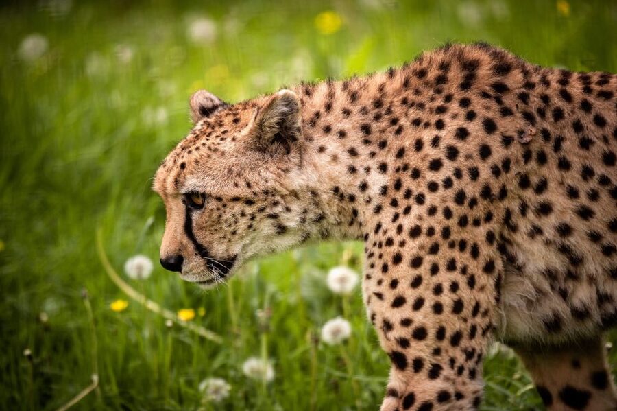 Mechelen: Planckendael ZOO Entry Ticket - Key points before you go
