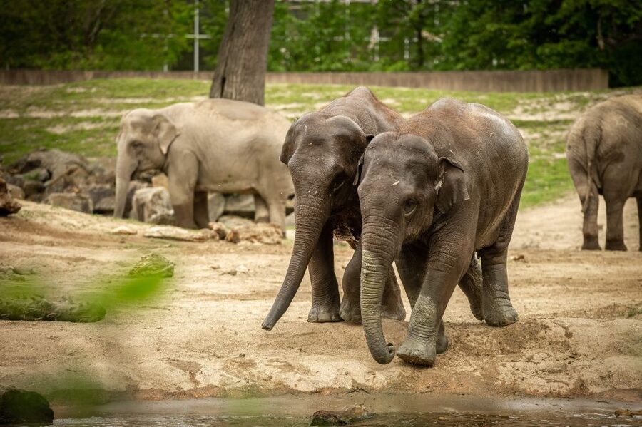 Mechelen: Planckendael ZOO Entry Ticket - Why Planckendael ZOO feels like a real day out, not just an entry ticket