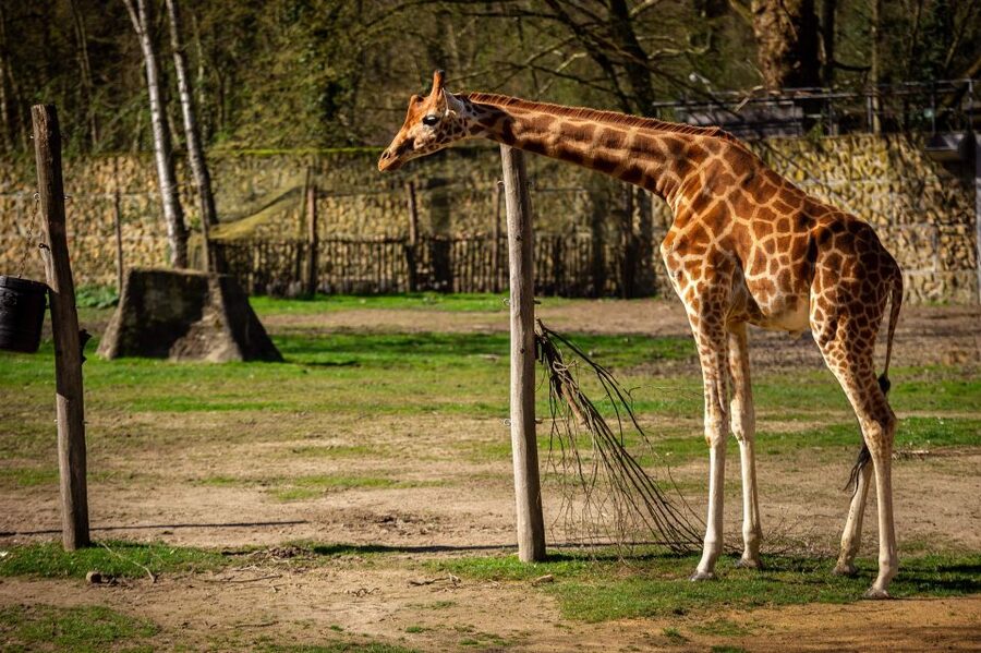 Mechelen: Planckendael ZOO Entry Ticket - First steps in Muizen: arriving at the historic Planckendael castle grounds