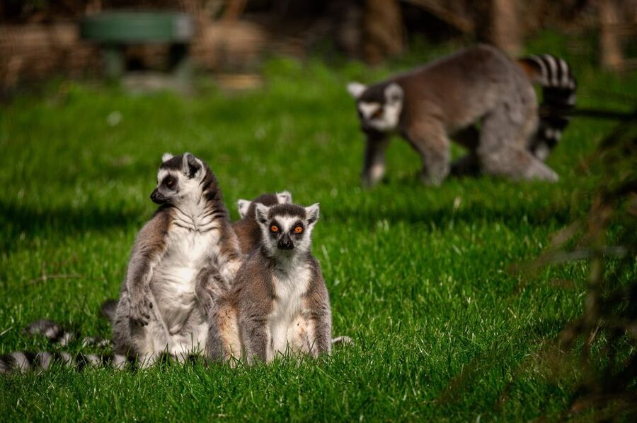 Mechelen: Planckendael ZOO Entry Ticket - How the park handles families: strollers, baby needs, and an easier walking pace