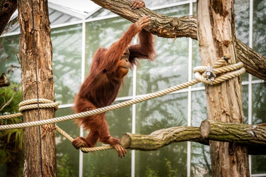 Mechelen: Planckendael ZOO Entry Ticket - Shopping and food: Jungle Shop souvenirs and zoo restaurants